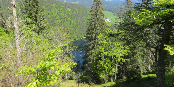 Feldseeblick im Frühling